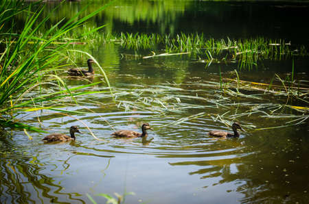 Ducks swimming in pond
