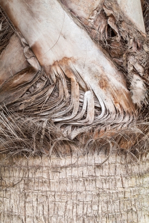 close up texture of plam treeの写真素材
