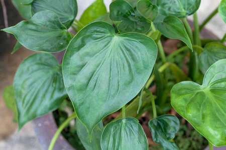 close up of plant leafの写真素材