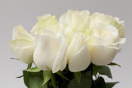 close up white rose on white backgroundの写真素材