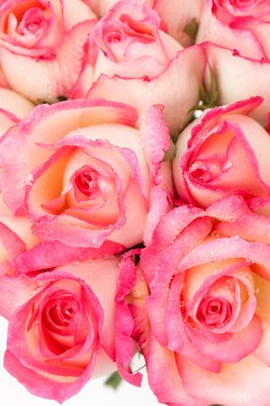 close up pink nicole roseの写真素材