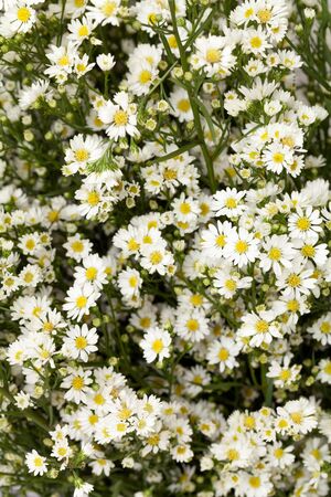 close up white cutter flowerの写真素材