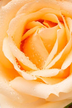 close up old rose roseの写真素材
