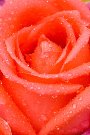 close up old rose roseの写真素材