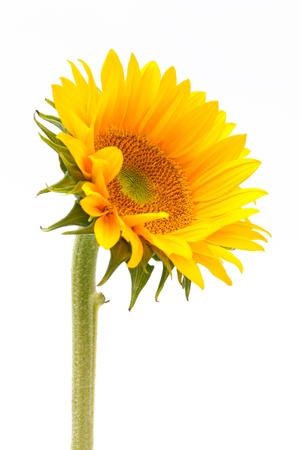 close up single sun flowerの写真素材