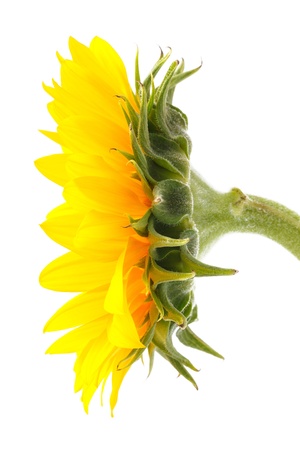 close up side of sun flowerの写真素材