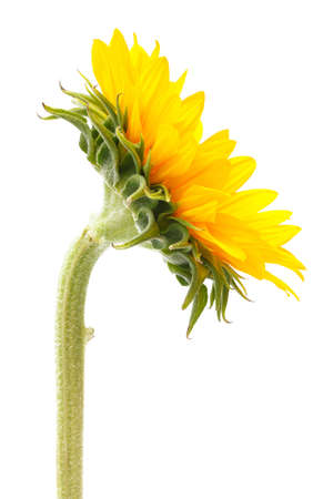 close up side of sun flowerの写真素材