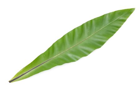 bird's nest fern on white backgroundの写真素材