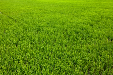 widespread green paddy in thailandの写真素材
