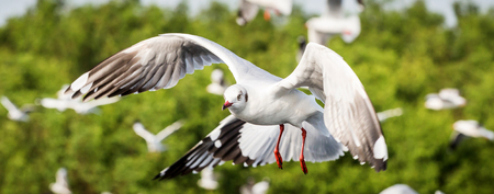 seagull is flying in the blue skyの写真素材
