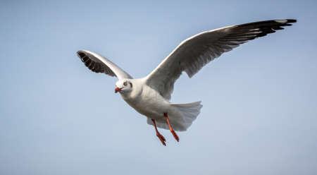 seagull is flying in the blue skyの写真素材