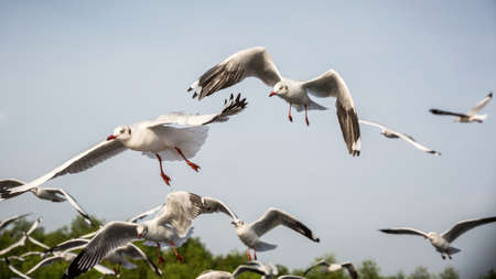 seagull is flying in the blue skyの写真素材