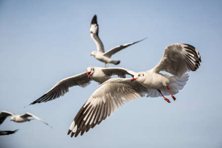 seagull is flying in the blue skyの写真素材
