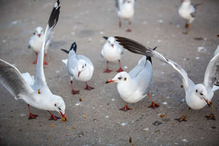 seagull is flying in the blue skyの写真素材