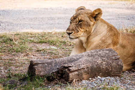 big lioness in the zooの写真素材