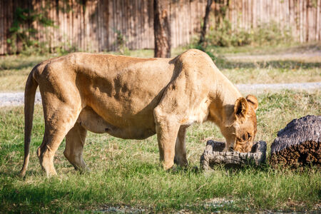 lioness eating food in the zooの写真素材