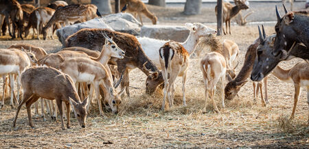 deer family in the zooの写真素材