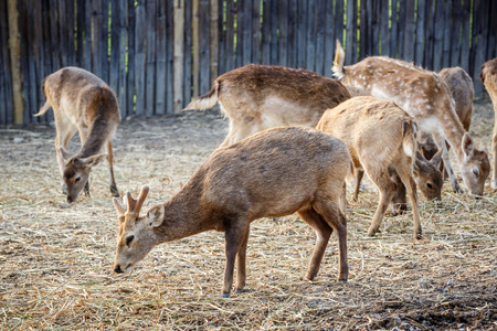 deer family in the zooの写真素材