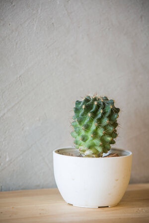 cactus in vase and a room wallの写真素材