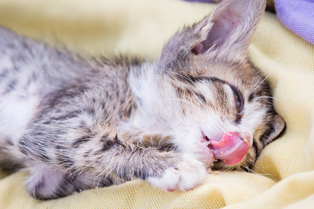a sick kitten is eatting some food on its faceの写真素材