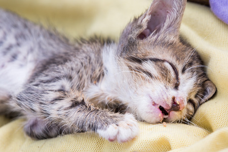 a sick kitten is sleeping on betの写真素材