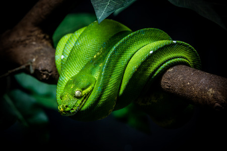 close up shot of a green snake is on a branchの写真素材