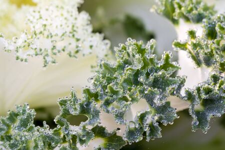 the frost flower of vegetables in the winterの写真素材