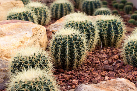 cactaceae have a lot of spikeの写真素材