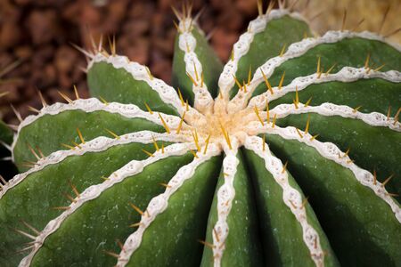 cactaceae have a lot of spikeの写真素材