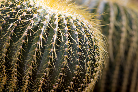 cactaceae have a lot of spikeの写真素材