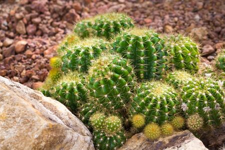 cactaceae have a lot of spikeの写真素材