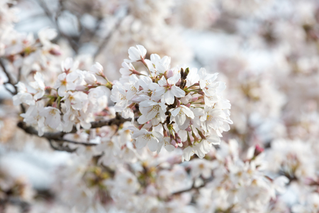 close up of sakura flower branchの写真素材