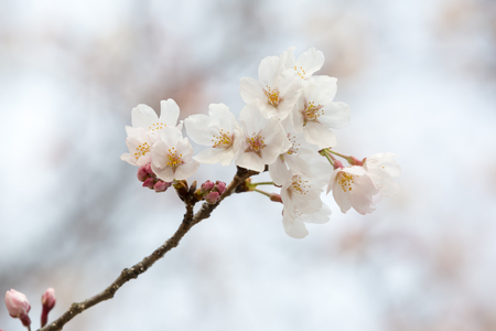close up of sakura flower branchの写真素材
