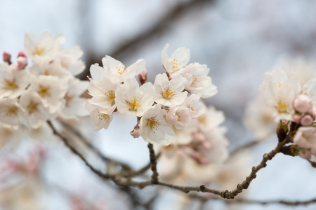 close up of sakura flower branchの写真素材
