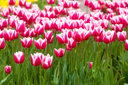 many strong stalk tulip in the gardenの写真素材