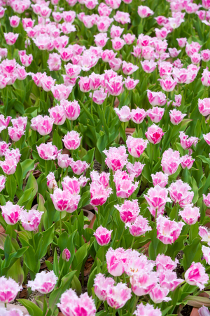 many strong stalk tulip in the gardenの写真素材