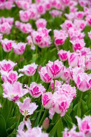 many strong stalk tulip in the gardenの写真素材