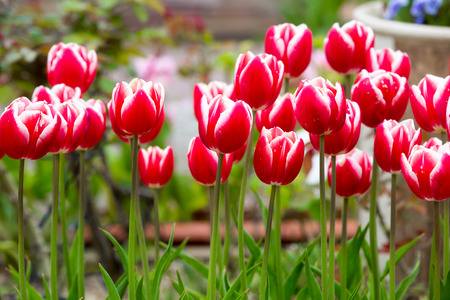 many strong stalk tulip in the gardenの写真素材