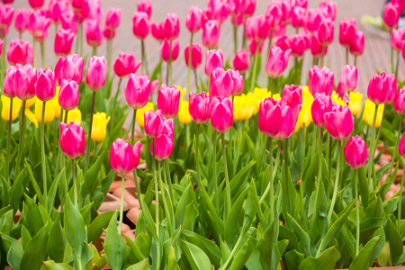 many strong stalk tulip in the gardenの写真素材