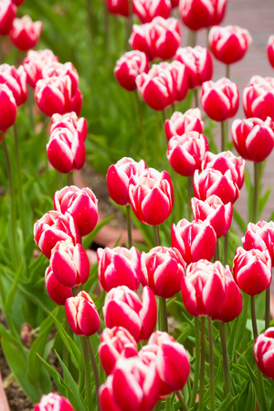 many strong stalk tulip in the gardenの写真素材