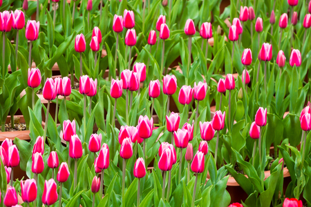 many strong stalk tulip in the gardenの写真素材