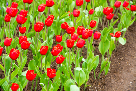 many strong stalk tulip in the gardenの写真素材