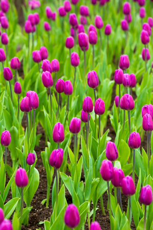 many strong stalk tulip in the gardenの写真素材