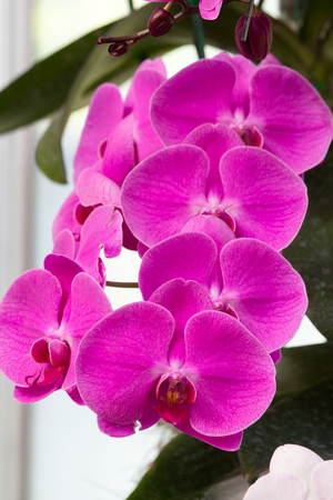 close up of purple blossom orchidの写真素材