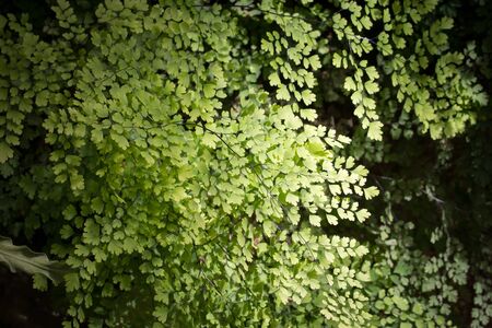 close up of maidenhair fernの写真素材