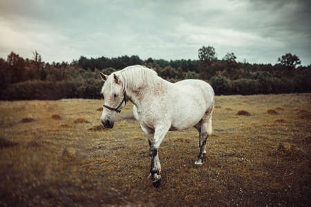 White horse with freckles walking on the pastureの写真素材
