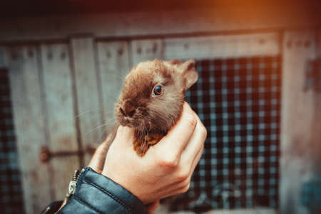 Woman holding baby Bunny in front of the cageの写真素材