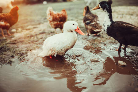 A small flock of mixed free-range poultry feeding outdoorsの写真素材
