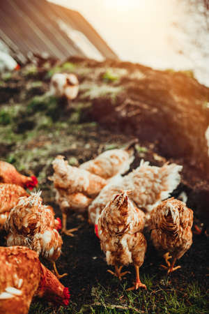 A small flock of mixed free-range chickens feeding outdoorsの写真素材