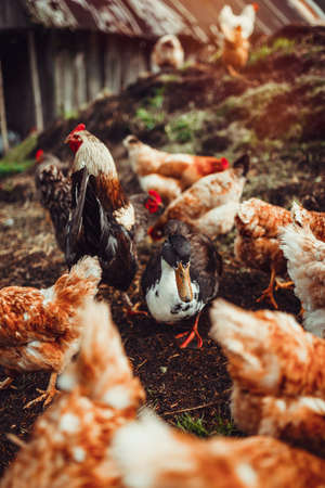 A small flock of mixed free-range chickens feeding outdoorsの写真素材